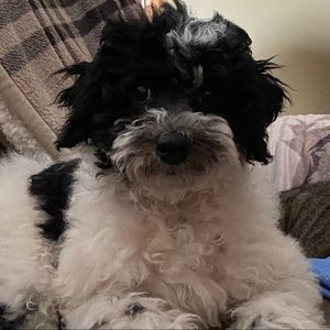 Meet your Posher, Tonya